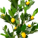 PLANTA DE LIMON ARTF. CON MACETA 120CM