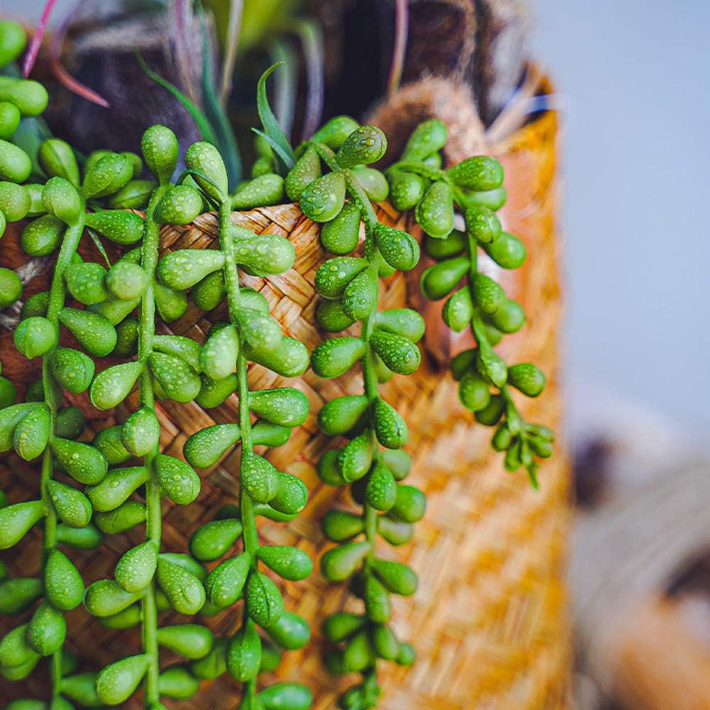 SUCULENTA COLGANTE 60CM