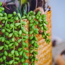 SUCULENTA COLGANTE 60CM