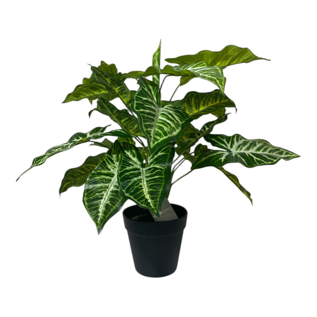 MACETERO PLANTA SYNGONIUM 50X40CM
