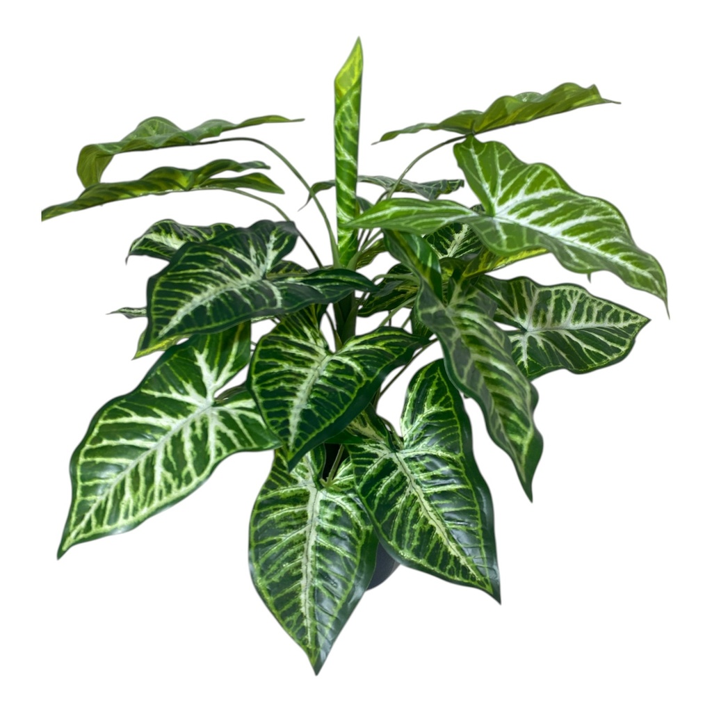 MACETERO PLANTA SYNGONIUM 50X40CM