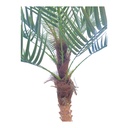 IC828-15 PLANTA ARTIFICIAL PHOENIX 190CM