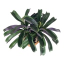 PLANTA ARTIFICIAL BROMELIA C/MACETA REF:CH06733406 40X54CM