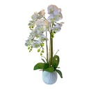 ORQUIDEAS EN MACETA 70CM, 24FLORES, 16BROTES