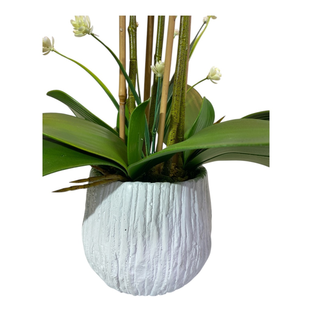ORQUIDEAS EN MACETA 70CM, 24FLORES, 16BROTES
