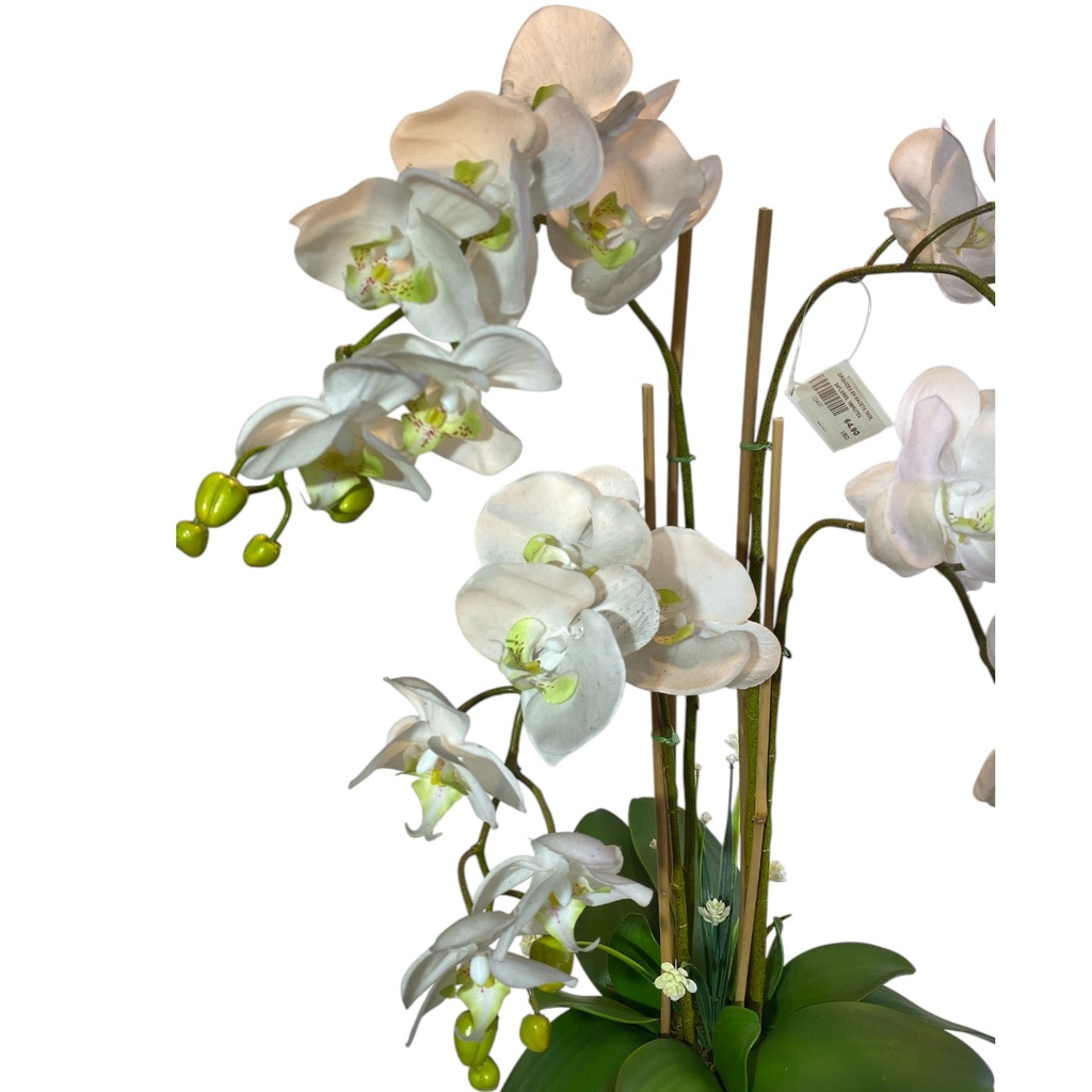 ORQUIDEAS EN MACETA 70CM, 24FLORES, 16BROTES