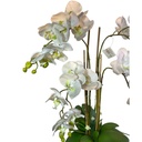 ORQUIDEAS EN MACETA 70CM, 24FLORES, 16BROTES