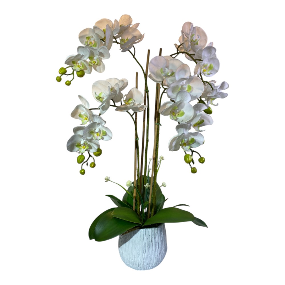 ORQUIDEAS EN MACETA 70CM, 24FLORES, 16BROTES