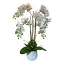 ORQUIDEAS EN MACETA 70CM, 24FLORES, 16BROTES