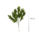 RAMA ARTIFICIAL PINO 55CM  