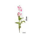 ORQUIDEA ARTIF. FUCSIA REF:CH05940275 (40cm)