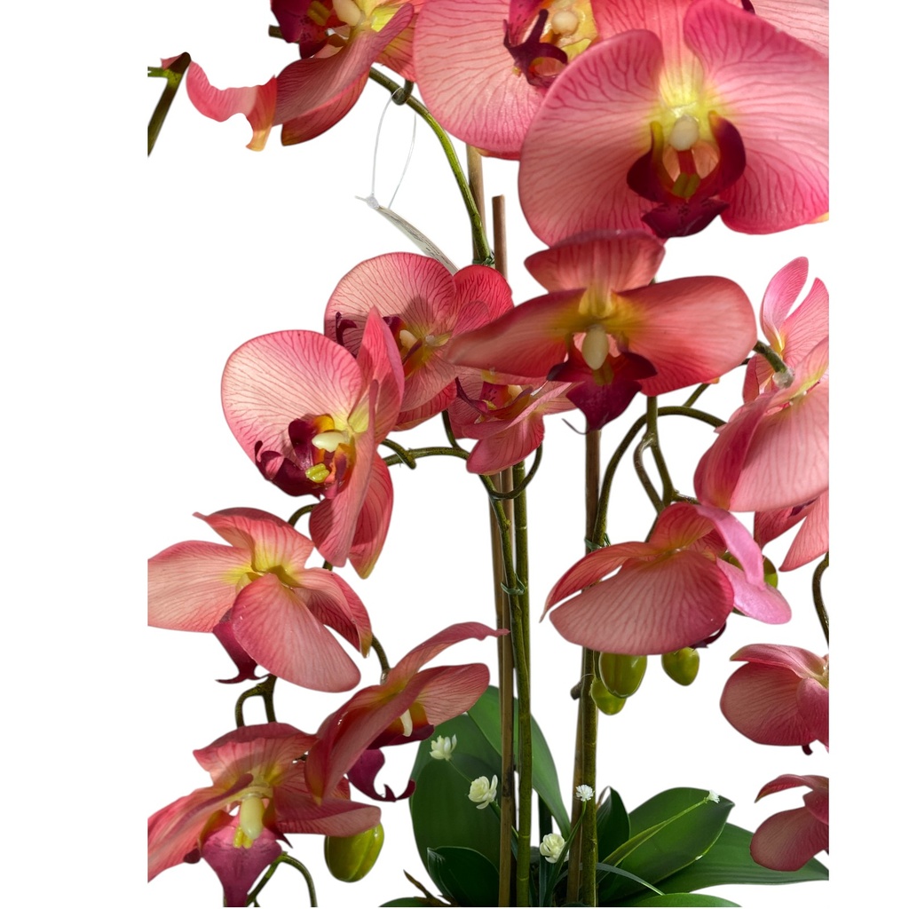 ORQUIDEA EN MACETA 70CM 24FLORES, 16 BROTES