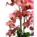 ORQUIDEA EN MACETA 70CM 24FLORES, 16 BROTES