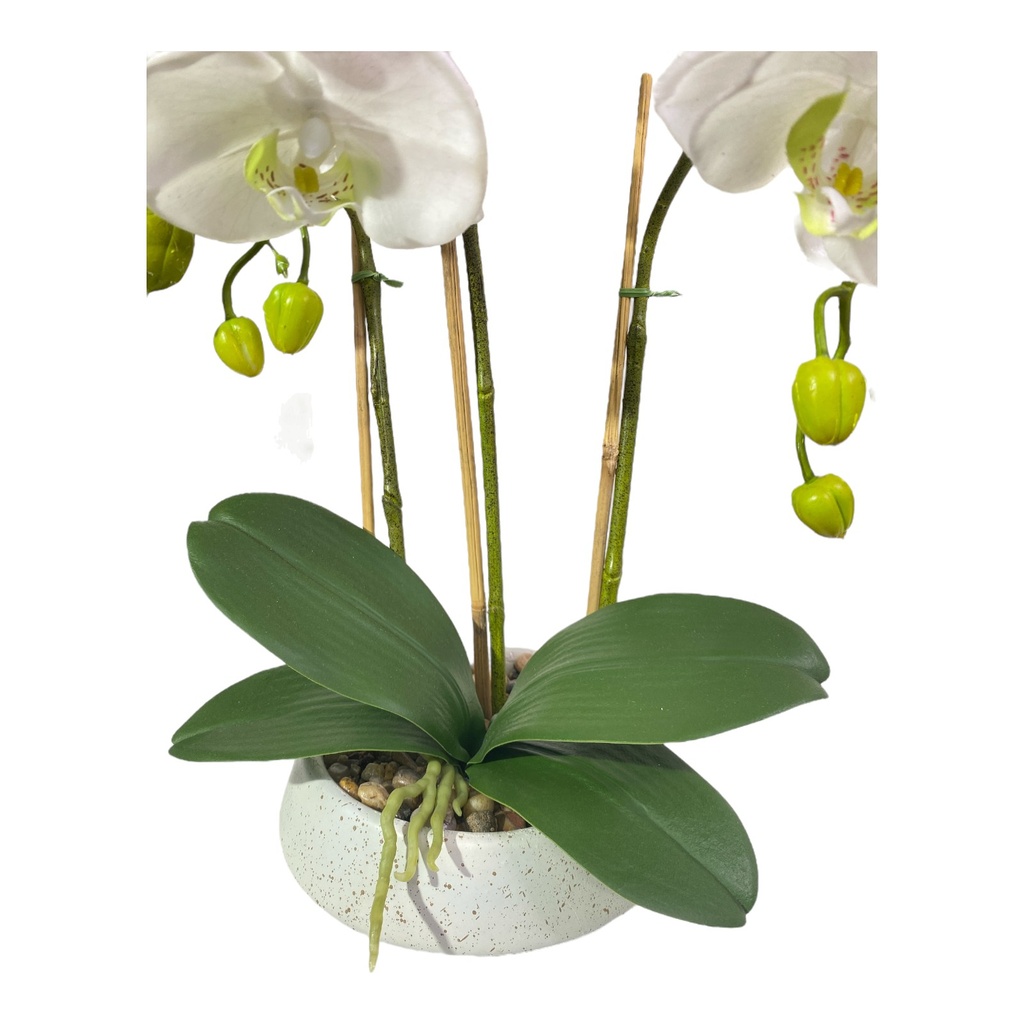 ORQUIDEA EN MACETA 12FLORES, 9BROTES 47CM