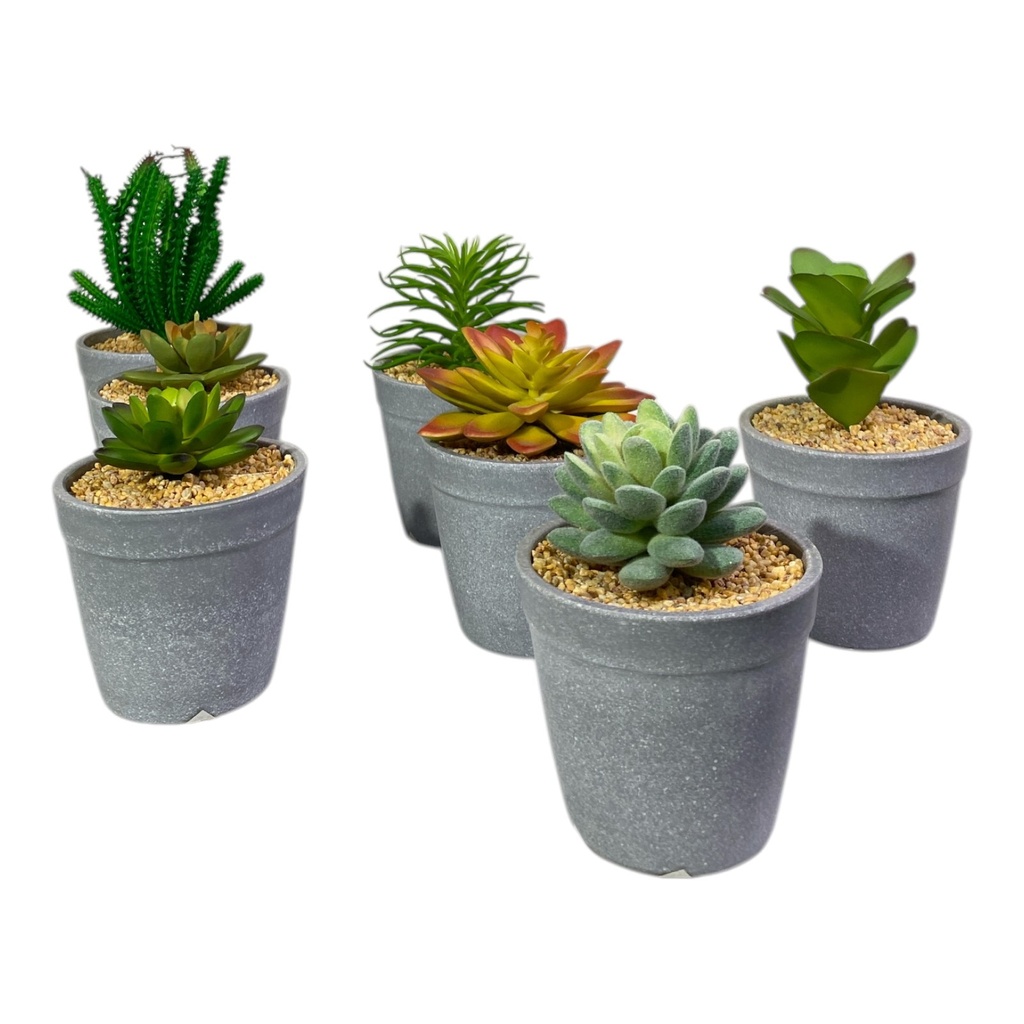 PLANTA MACETA SUCULENTA 20CM