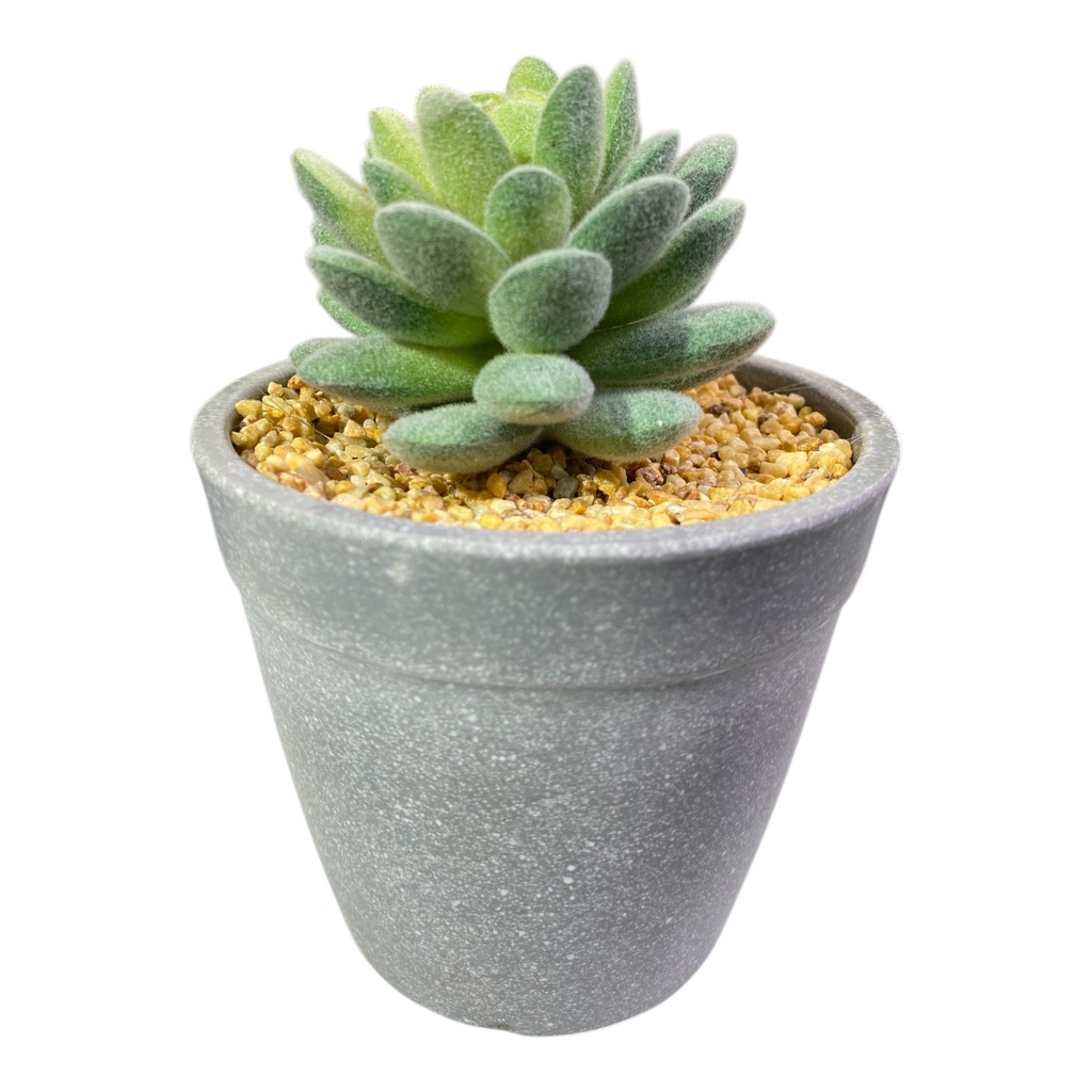 PLANTA MACETA SUCULENTA 20CM