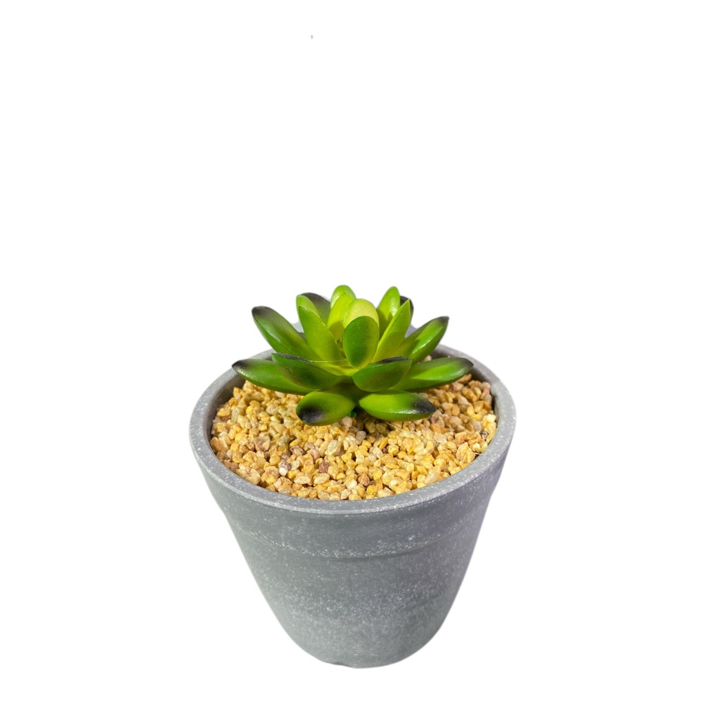 PLANTA MACETA SUCULENTA 20CM
