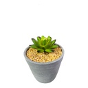 PLANTA MACETA SUCULENTA 20CM