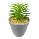 PLANTA MACETA SUCULENTA 20CM