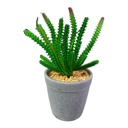 PLANTA MACETA SUCULENTA 20CM
