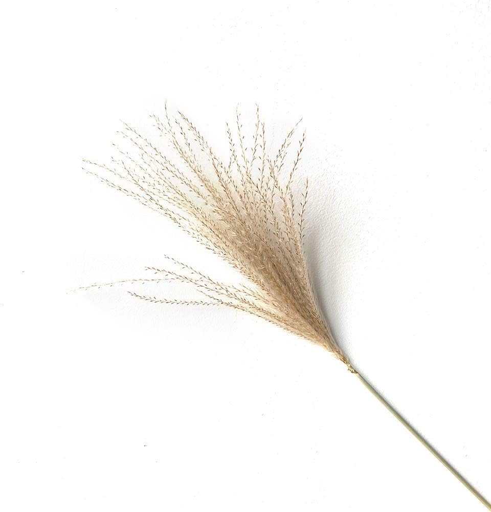 SET 3 PAMPAS NATURALES PEQUEÑAS 38CM