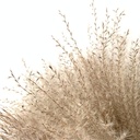SET 3 PAMPAS NATURALES PEQUEÑAS 38CM