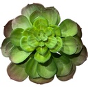SUCULENTA ARTF. VERDE MARRON 18CM