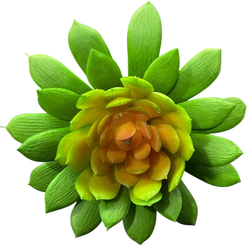 SUCULENTA 10CM