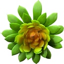 SUCULENTA 10CM