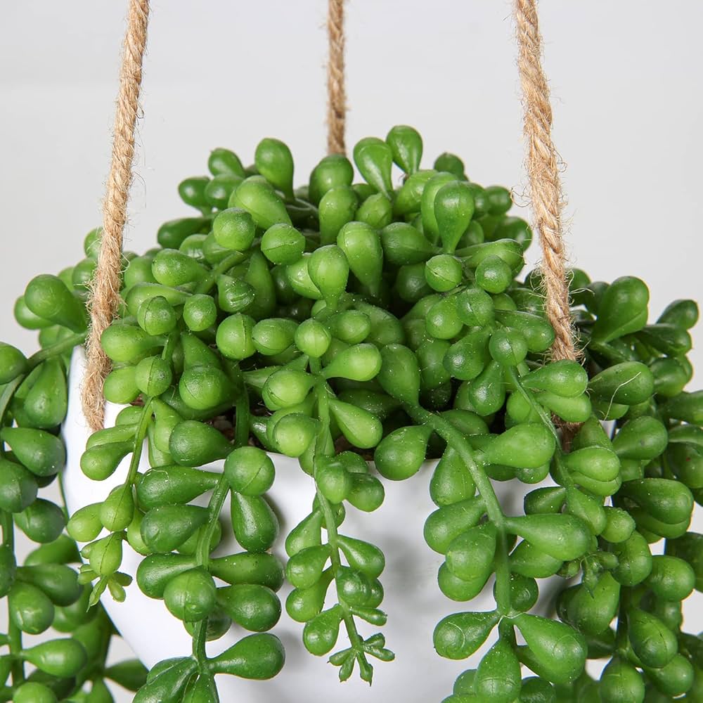 SUCULENTA COLGANTE 65CM