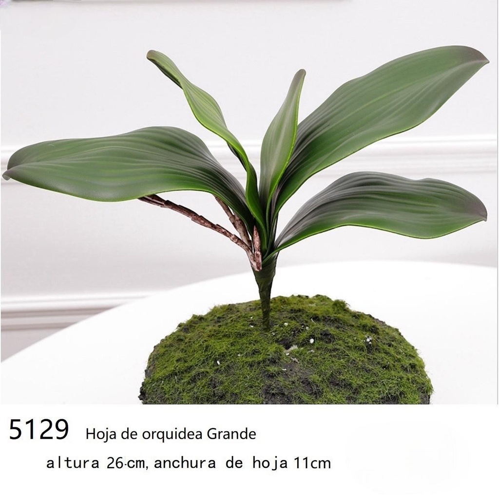 HOJA DE ORQUIDEA PREMIUM GRANDE 27X8.5CM 5H