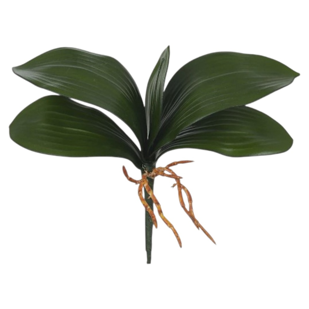 HOJA DE ORQUIDEA PREMIUM GRANDE 27X8.5CM 5H