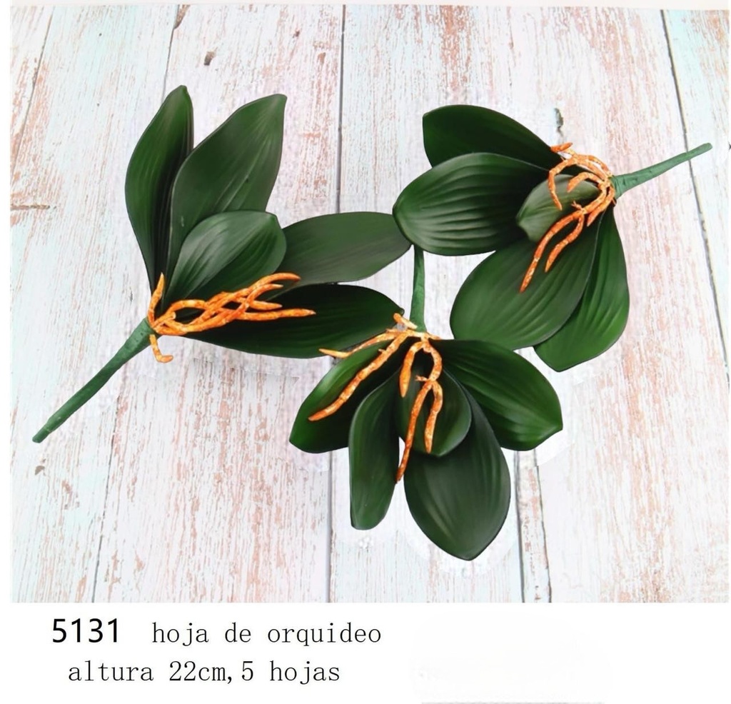 HOJA DE ORQUIDEA PEQUEÑA 22CM X7CM 5H+RAIZ