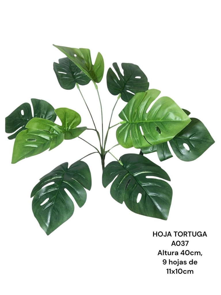 HOJA DE TORTUGA 40CM *9HOJAS