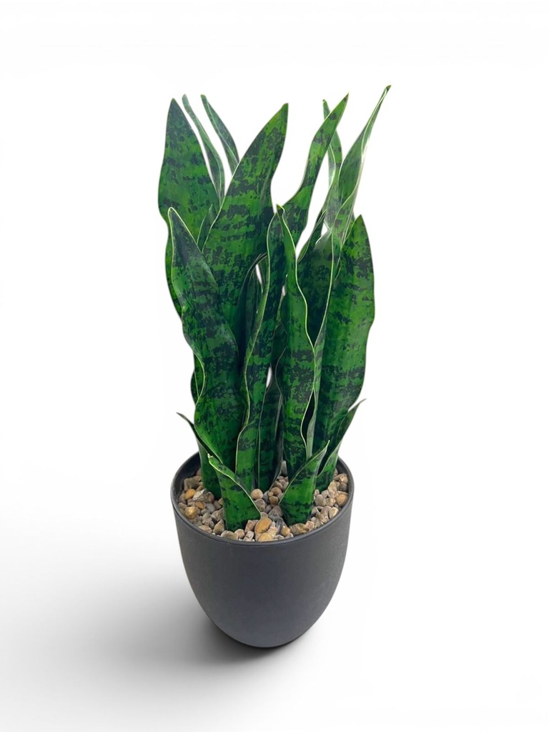 LENGUA DE SUEGRA ARTI/MACETA. 50CM