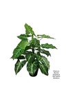 PLANTA SYNGONIUM CON MACETA 50X40CM