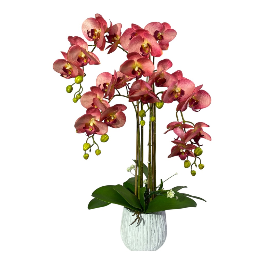 ORQUIDEA EN MACETA 70CM 24FLORES, 16 BROTES