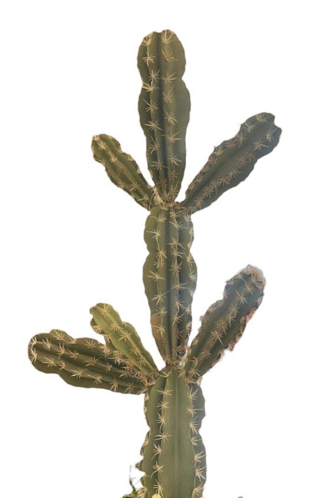 PLANTA ARTIFICIAL CACTUS IC570-32