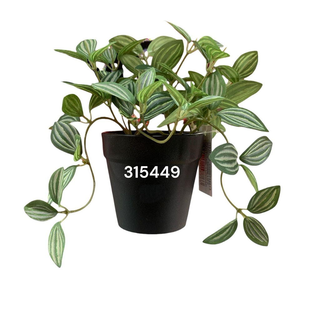 PLANTA DECORATIVA PEPEROMIA 17CM REF:CH06734613
