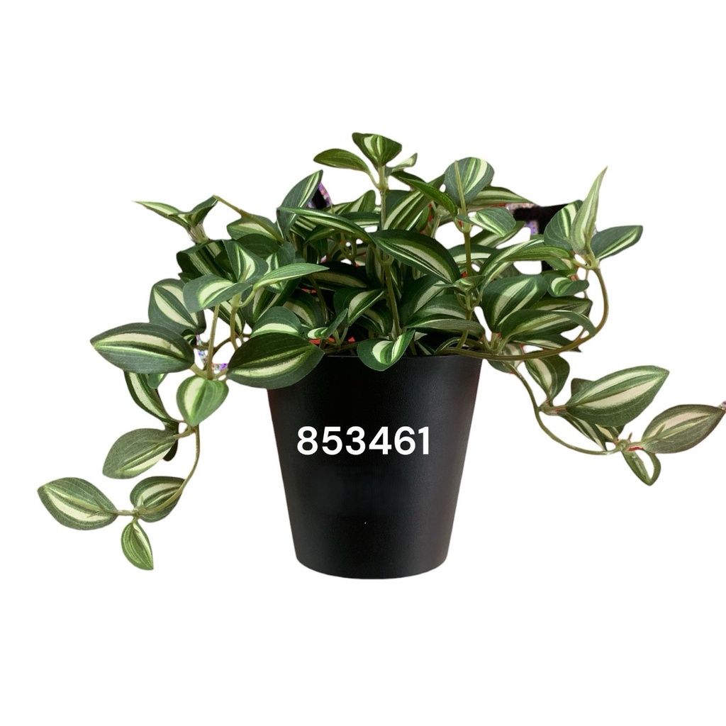 PLANTA DECORATIVA PEQUEÑA TRADESCANTIA REF:CH06733708