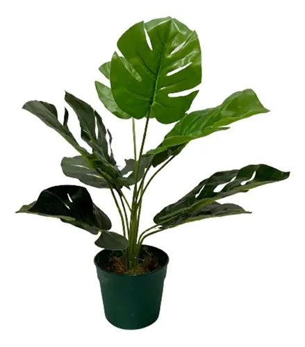 PLANTA MONSTERA C/MACETA 45CM