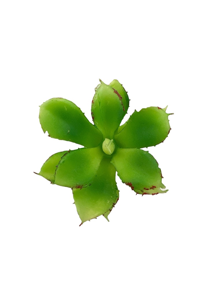 SUCULENTAS Y CACTUS