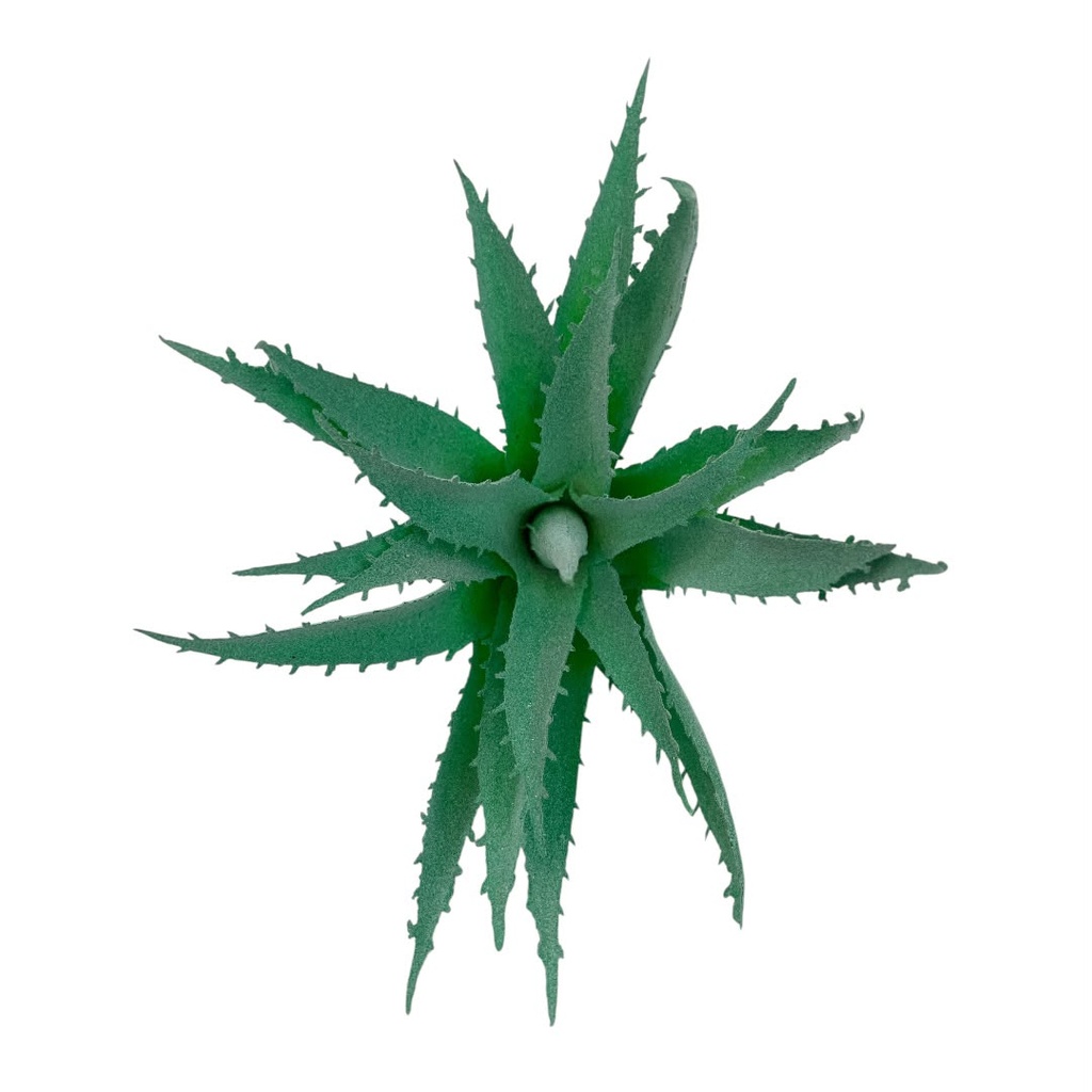 SUCULENTAS Y CACTUS