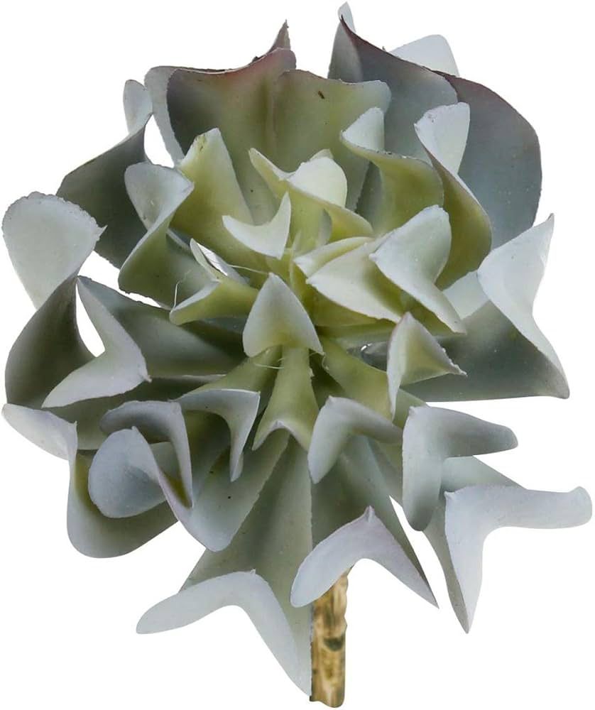 SUCULENTAS Y CACTUS