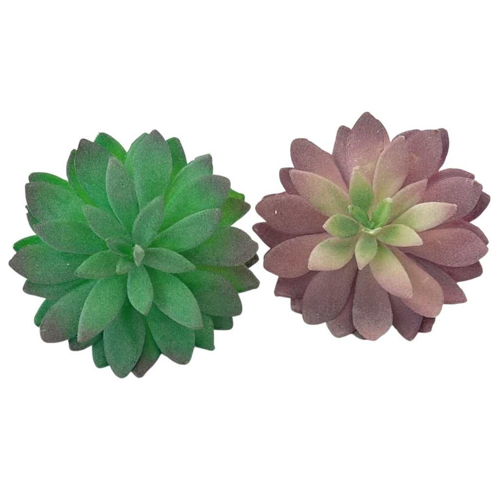 SUCULENTAS Y CACTUS