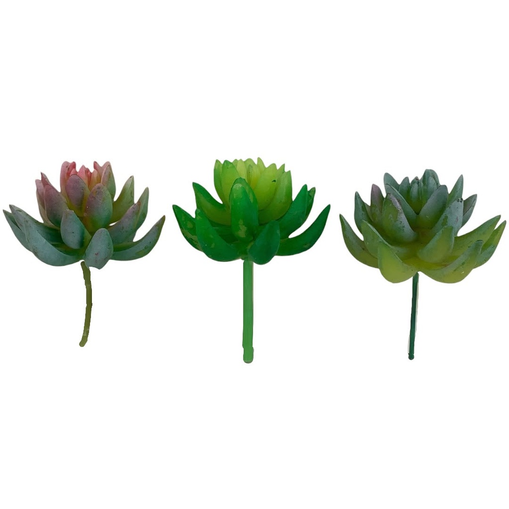 SUCULENTAS Y CACTUS