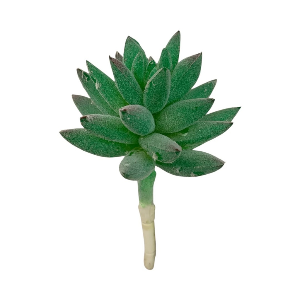 SUCULENTAS Y CACTUS