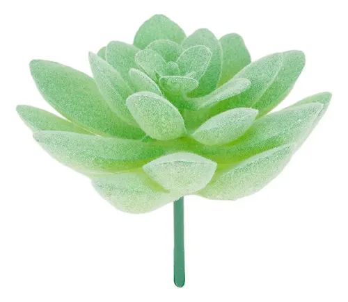 SUCULENTAS Y CACTUS