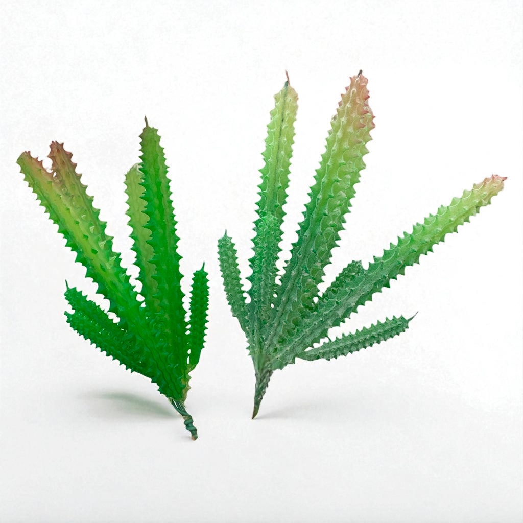 SUCULENTAS Y CACTUS 16X8CM