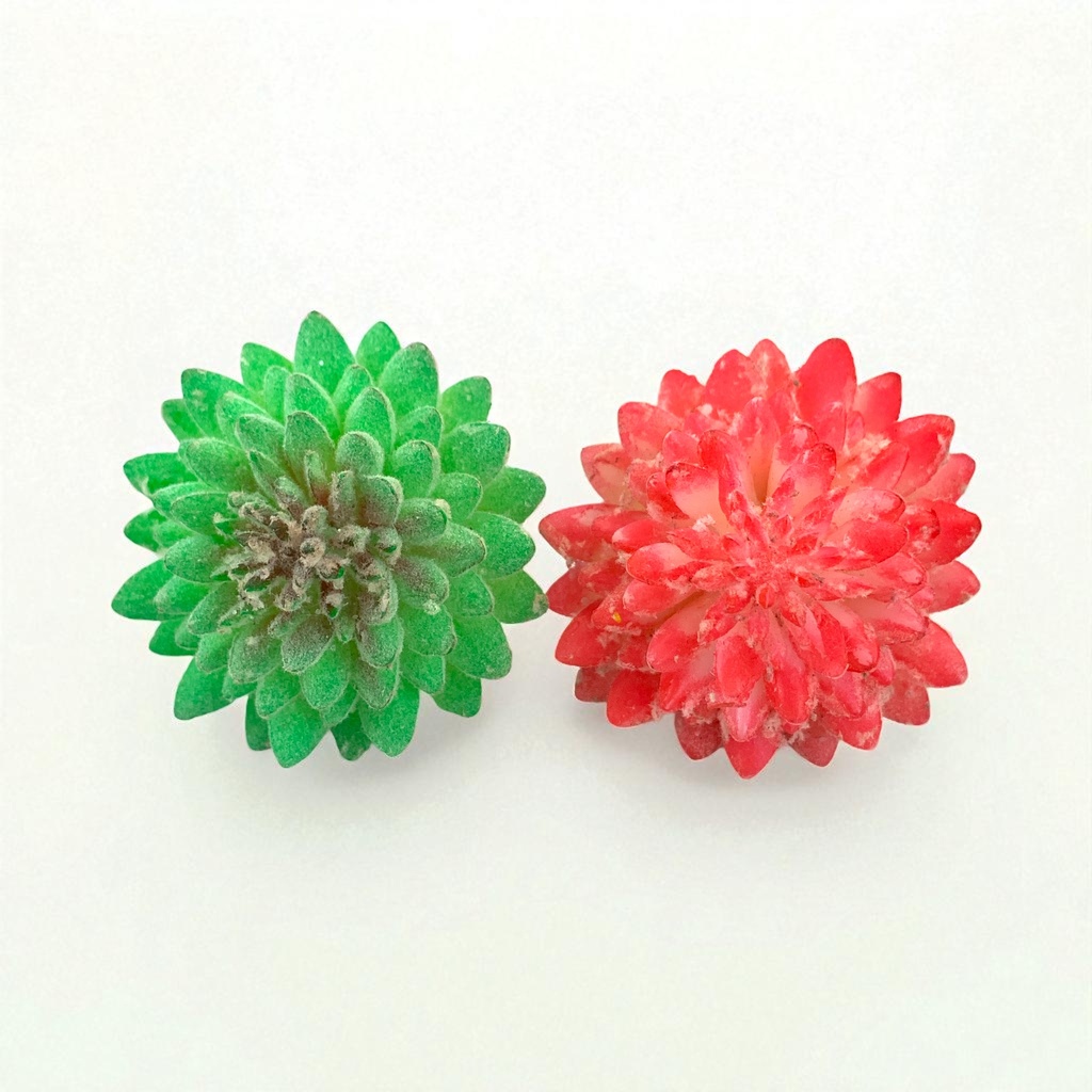 SUCULENTAS Y CACTUS